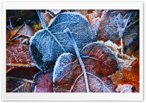 Hoar Frost Leaves