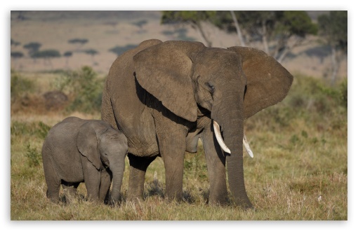 Download African Elephants Mother and Cute Baby UltraHD Wallpaper
