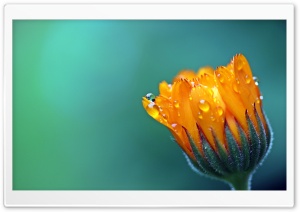 Calendula Marigold Flower