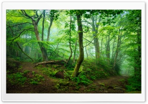 Green Forest, Mist, Summer