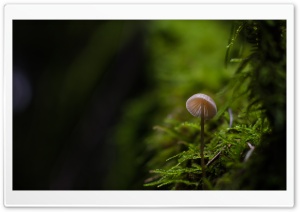 Tiny Mushroom, Moss, Macro