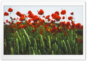 Red Poppies, Green Field