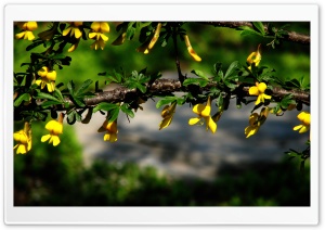 Branches With Yellow Flowers