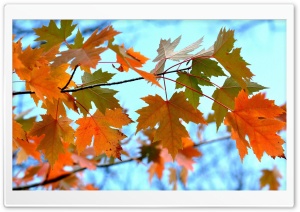 Maple Leaves Branches