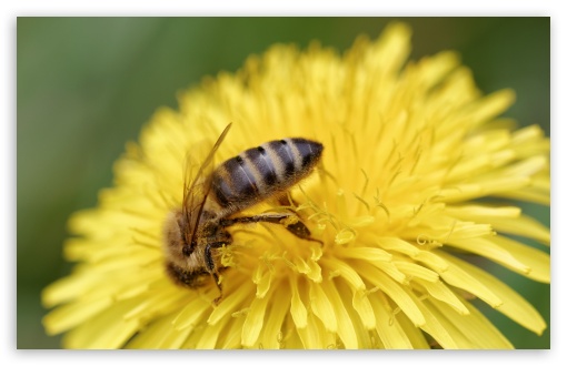 Download Honey Bee, Honigbiene UltraHD Wallpaper