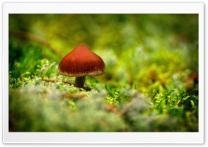 Tiny Mushroom