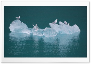 Seagulls on an Iceberg