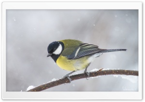 Great Tit In A Snowfall