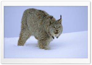 Stalking Canada Lynx Idaho
