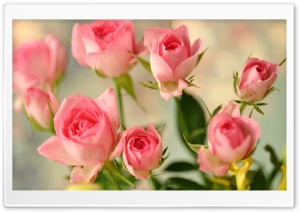 Cute Pink Roses