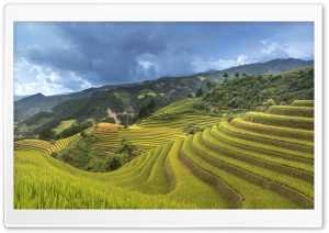 Rice Crop in Vietnam