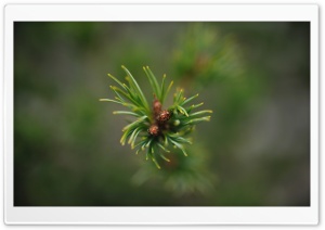 Pine Needles Macro