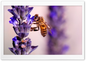 Honey Bee, Lavender