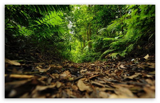 Download Rainforest Path UltraHD Wallpaper