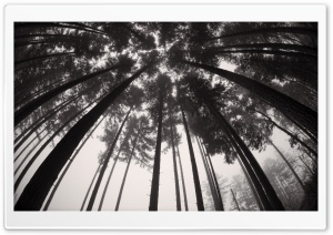 Forest Trees Black and White