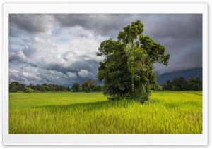 Green Paddy Fields of Don...
