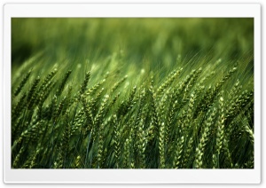 Wheat Field, Summer