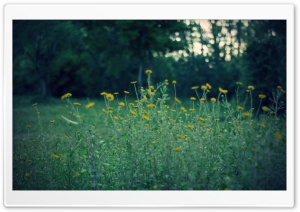 Yellow Flowers, Dusk