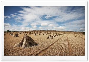 Straw Field