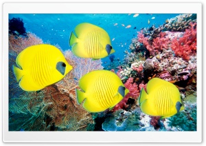 Yellow Butterfly Fish