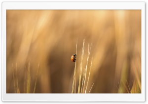 Ladybird On A Wheat Stalk