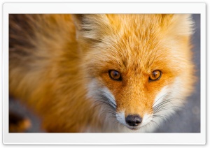 Red Fox Close-up