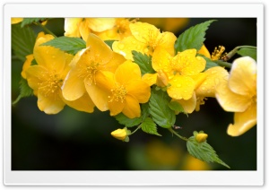 Yellow Flowers On Branches