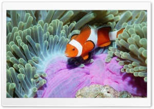 False Clown Anemonefish In...