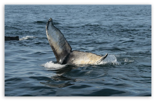 Download Whale Tail, Brier Island UltraHD Wallpaper