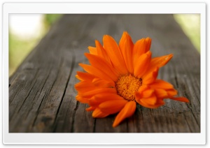 Beautiful Orange Flower