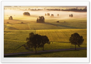 Morning Mist Meadow