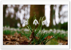 Snowdrops In Queens Park,...