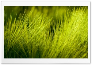 Green Wheat Plant