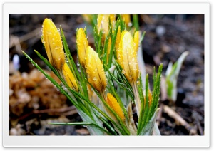 Yellow Crocuses