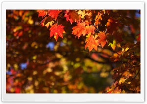 October in Japan