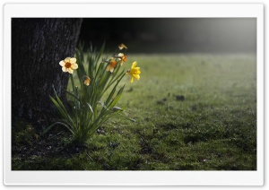 Daffodils Night