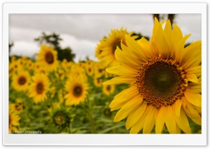 Yellow Mellow Sunflower