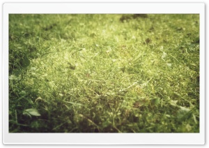 Moss and Grass