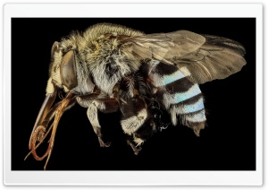 Amegilla Bee