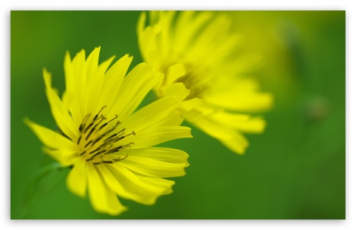 Download Yellow Ixeris Debilis Flowers Macro UltraHD Wallpaper
