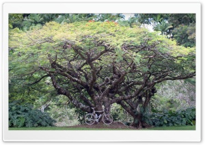 Bicycle Under a Tree