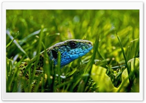 Green Blue Lizard