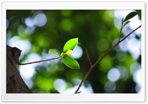 Twig Bokeh, Summer