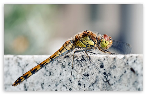 Download Dragonfly Macro UltraHD Wallpaper