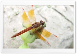 Dragon Fly ..M