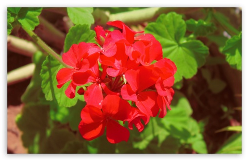 Download Geranium UltraHD Wallpaper