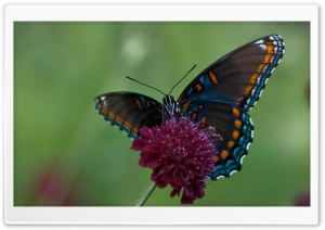 Swallowtail Butterfly