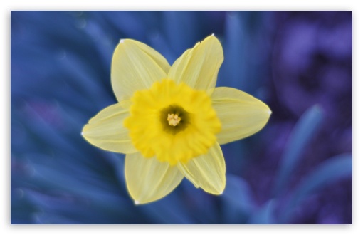 Download Daffodil UltraHD Wallpaper