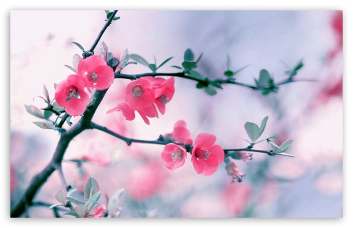Download Pink Blossom Flowers, Spring UltraHD Wallpaper