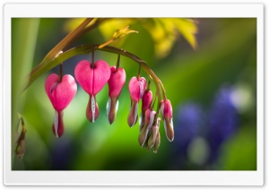 Asian Bleeding Heart Flower